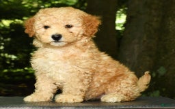 Mini Goldendoodle dogs for sale: Lilly - Image 2