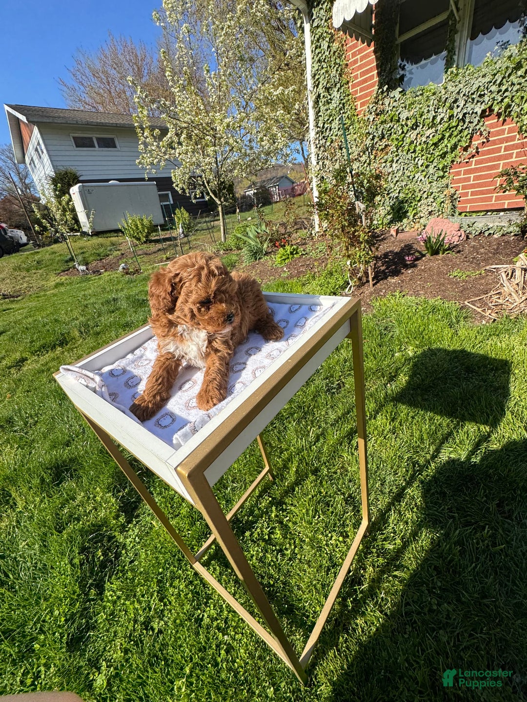 Toy Poodle dogs for sale: Maxi - Image 14