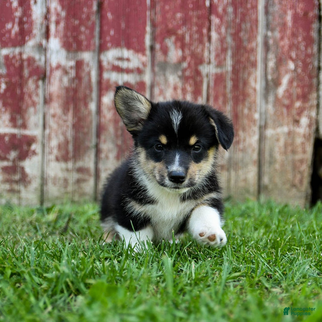 Welsh Corgi Pembroke dogs for sale: Welsh Corgi (Pembroke) 8 puppies - Image 12