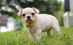 French Bulldog dogs for sale: French Bulldog 5 puppies - Image 5