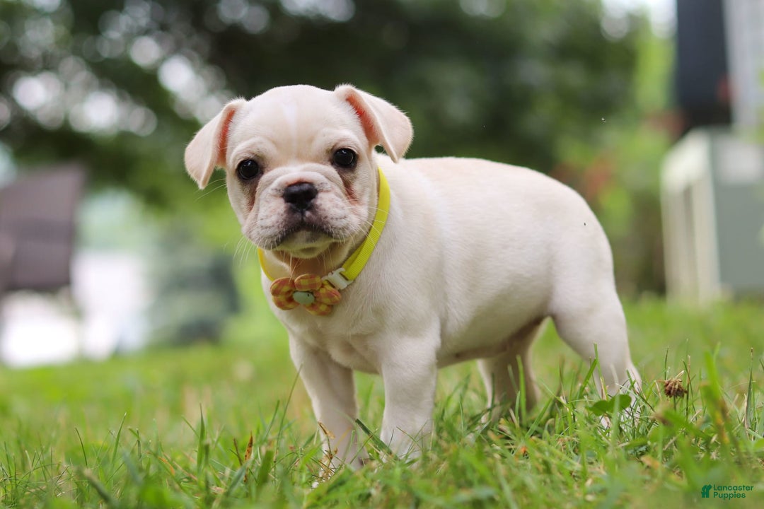 French Bulldog dogs for sale: French Bulldog 5 puppies - Image 5