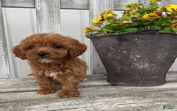 Cavapoo dogs for sale: Preston - Image 1