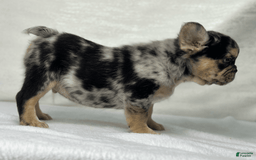 French Bulldog dogs for sale: Kingston - Image 8