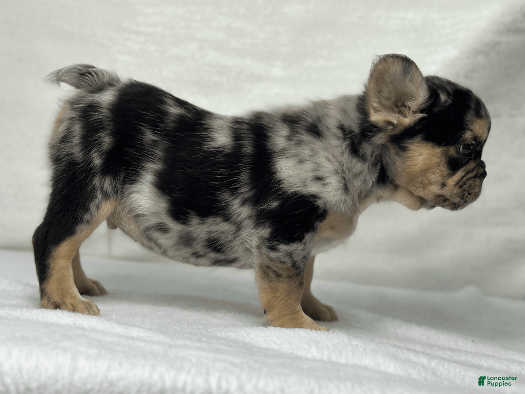 French Bulldog dogs for sale: Kingston - Image 8