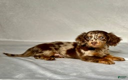 Miniature Dachshund dogs for sale: Miniature Dachshund 3 puppies - Image 5