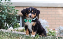 Mini Bernedoodle dogs for sale: Brody - Image 7