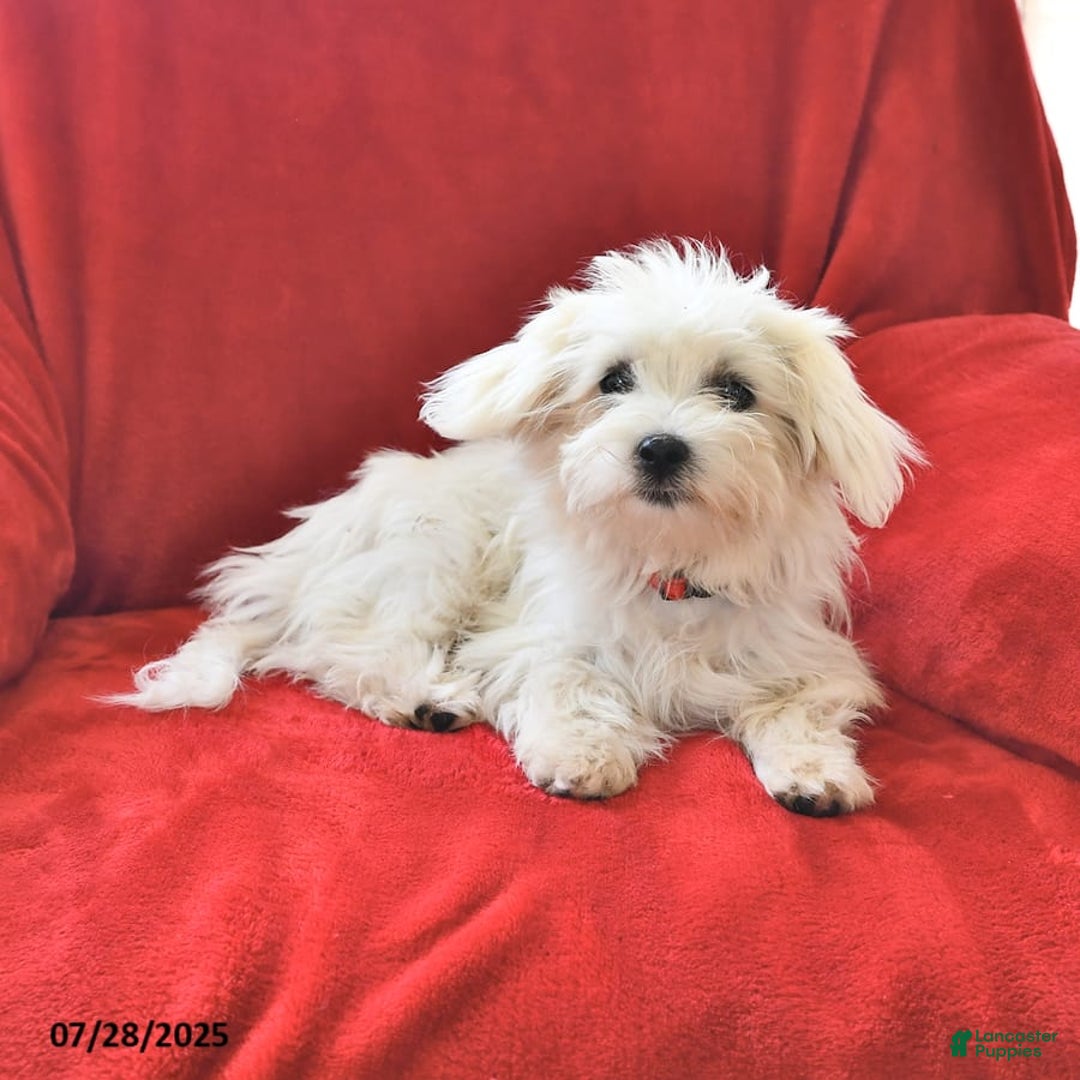 Maltese dogs for sale: Stardust - Image 3