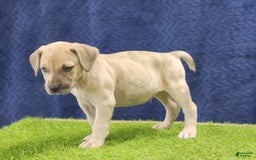 Catahoula Leopard Dog dogs for sale: Duchess 2025 Male 3 - Image 8