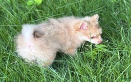 Pomeranian dogs for sale: Cookie Doe - Image 5