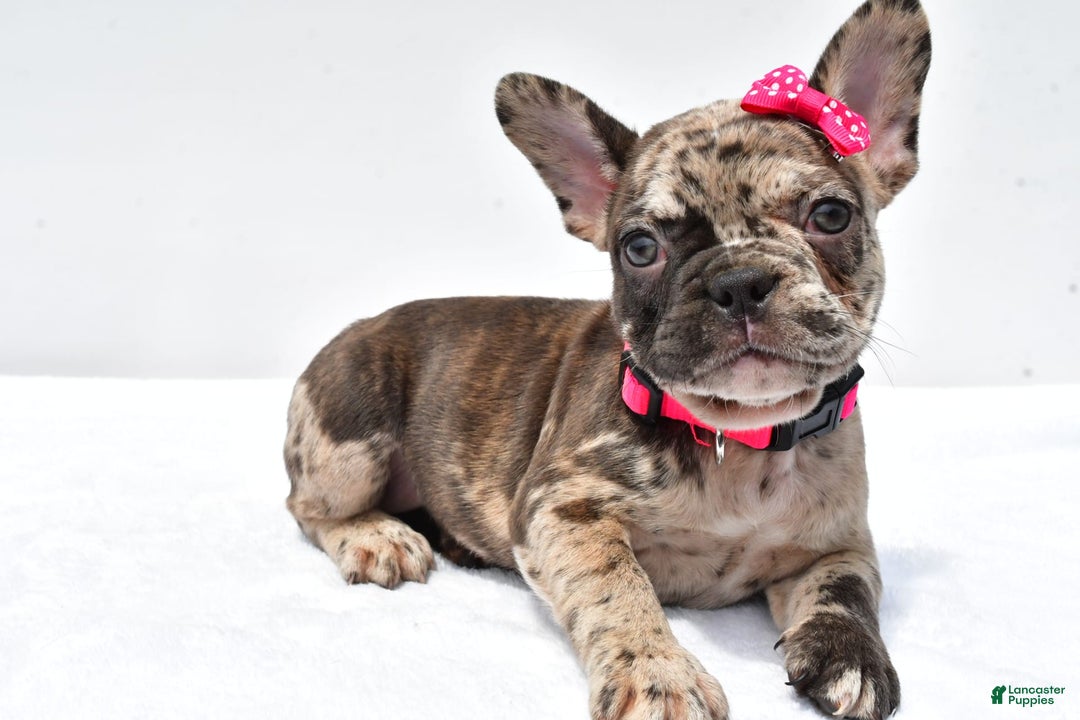 French Bulldog dogs for sale: Amber - Image 1