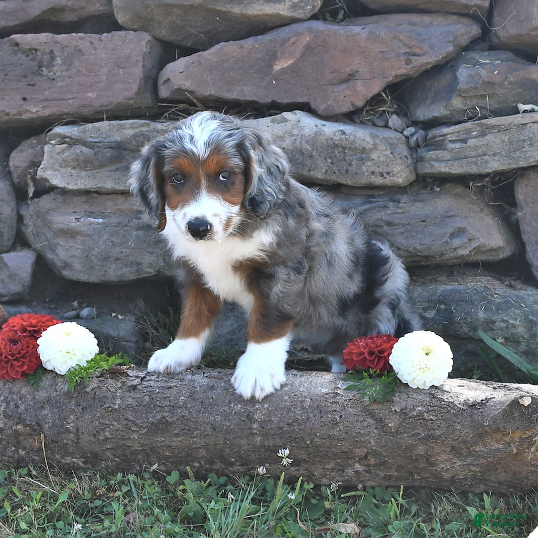Aussiedoodle dogs for sale: Mason - Image 5