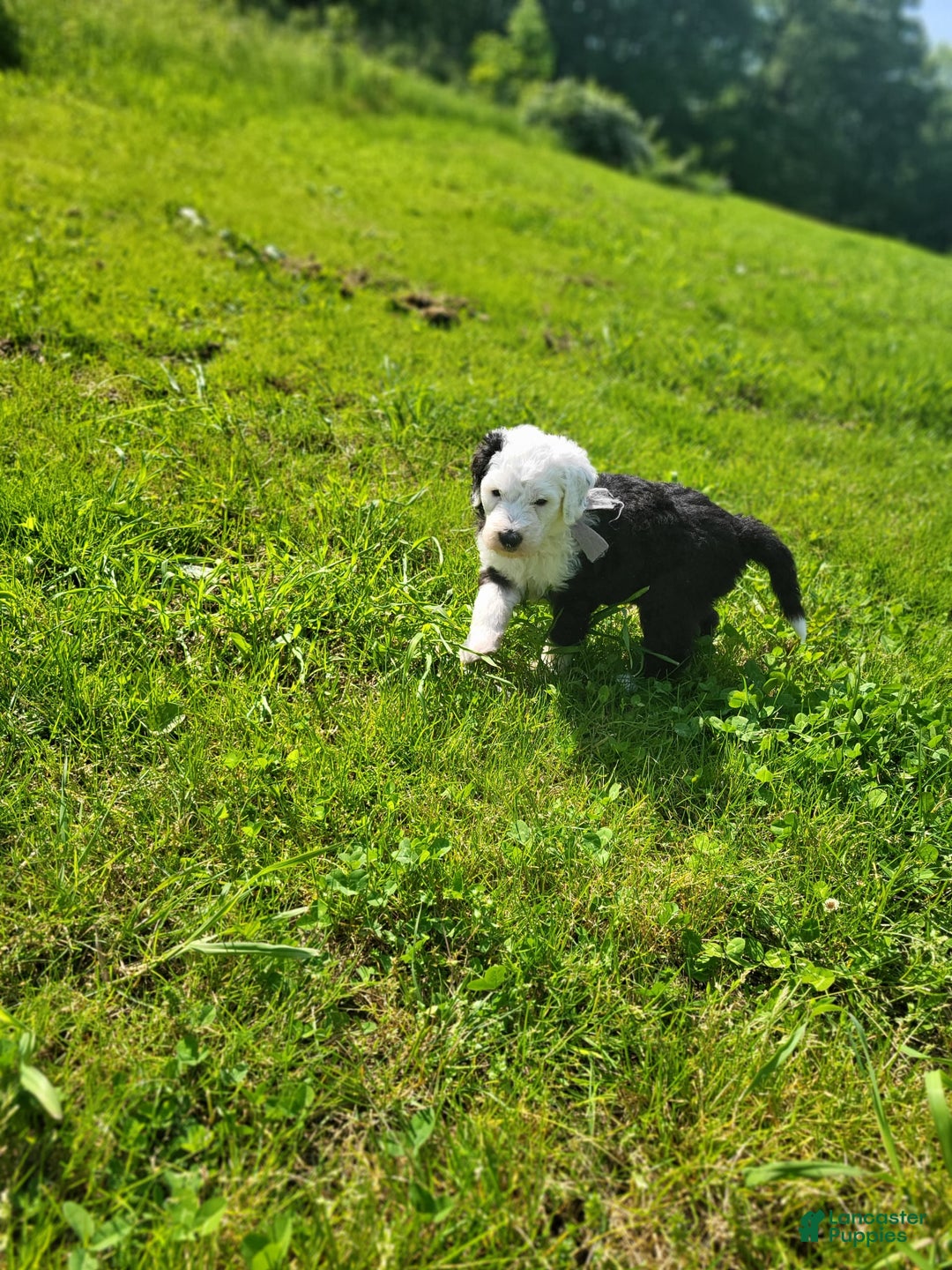 Old English Sheepdog dogs for sale: Aspen - Image 2