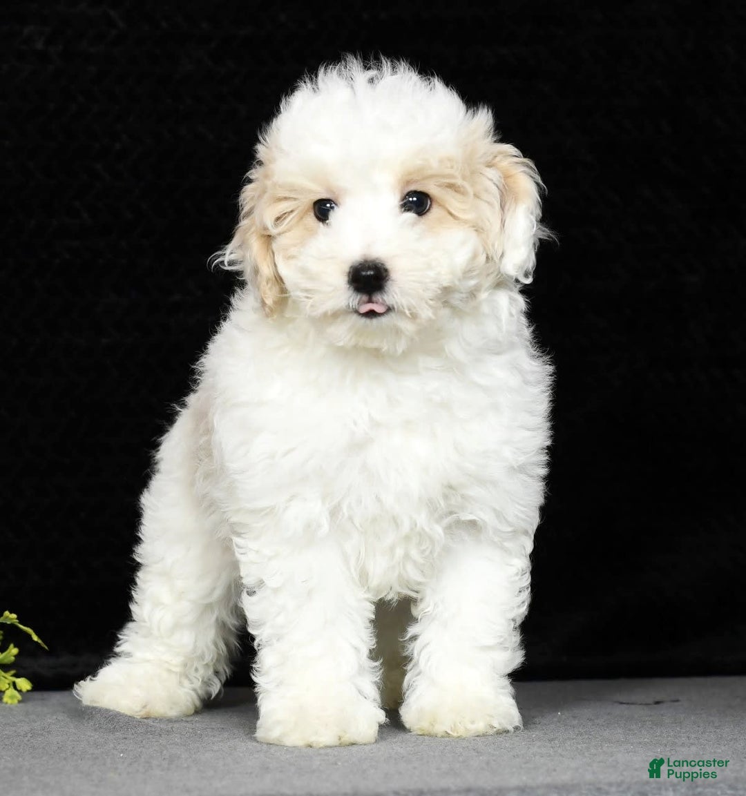 Maltipoo dogs for sale: Polly - Image 14