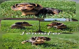 Dachshund dogs for sale: Jennifer - Image 8