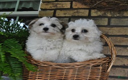 Havapoo dogs for sale: Toby - Image 1