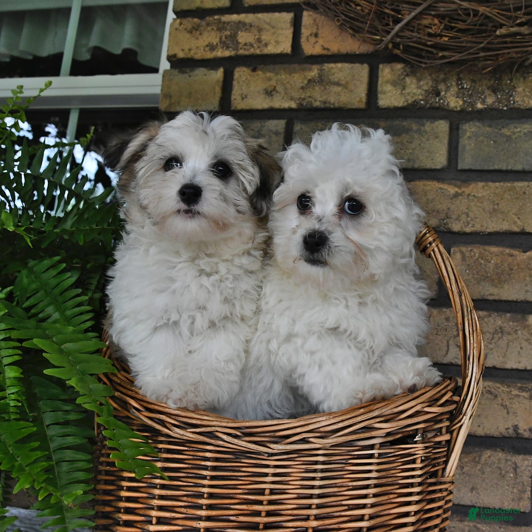 Havapoo dogs for sale: Toby - Image 1