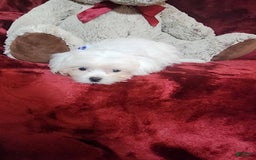 Malshi dogs for sale: Kona - Image 2