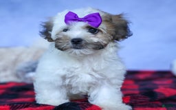 Shihpoo dogs for sale: Scarlett - Image 12