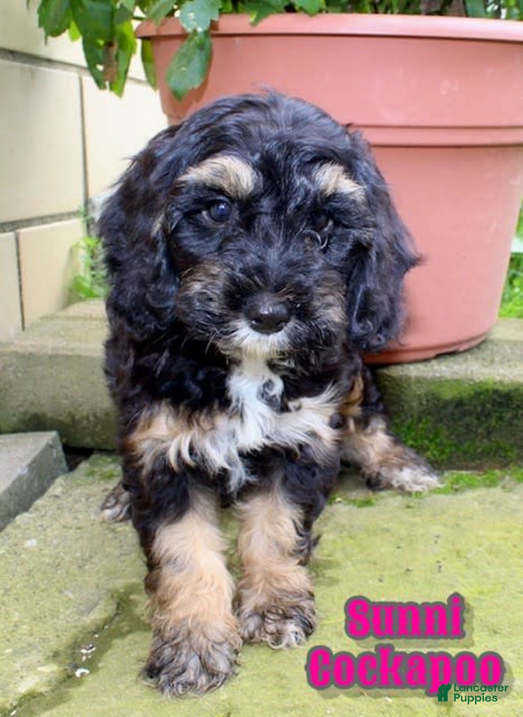 Cockapoo dogs for sale: Sunni - Image 1