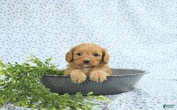 Cavapoo dogs for sale: Romeo - Image 10