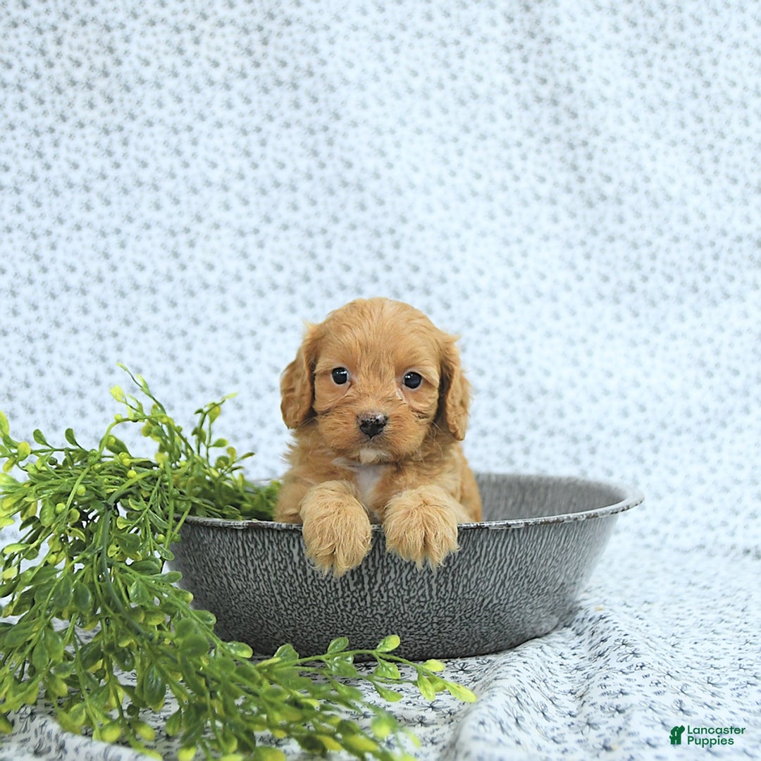 Cavapoo dogs for sale: Romeo - Image 10