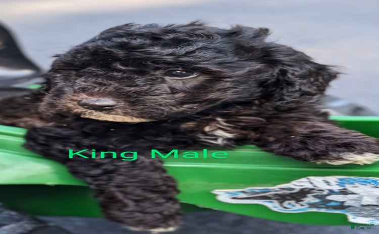 Mini Goldendoodle dogs for sale - Ad 4