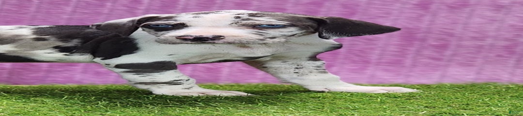 Gabby 2025 F2