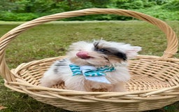 Yorkshire Terrier dogs for sale: Daniel - Image 5