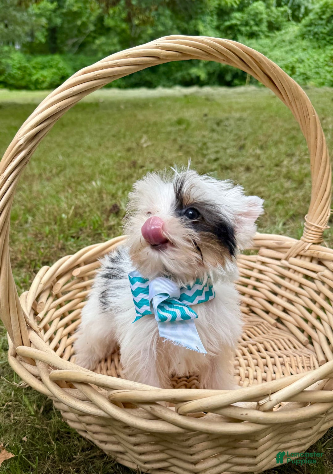 Yorkshire Terrier dogs for sale: Daniel - Image 5