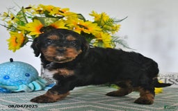 Cavapoo dogs for sale: Nick - Image 3