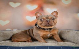 French Bulldog dogs for sale: Lucy - Image 10