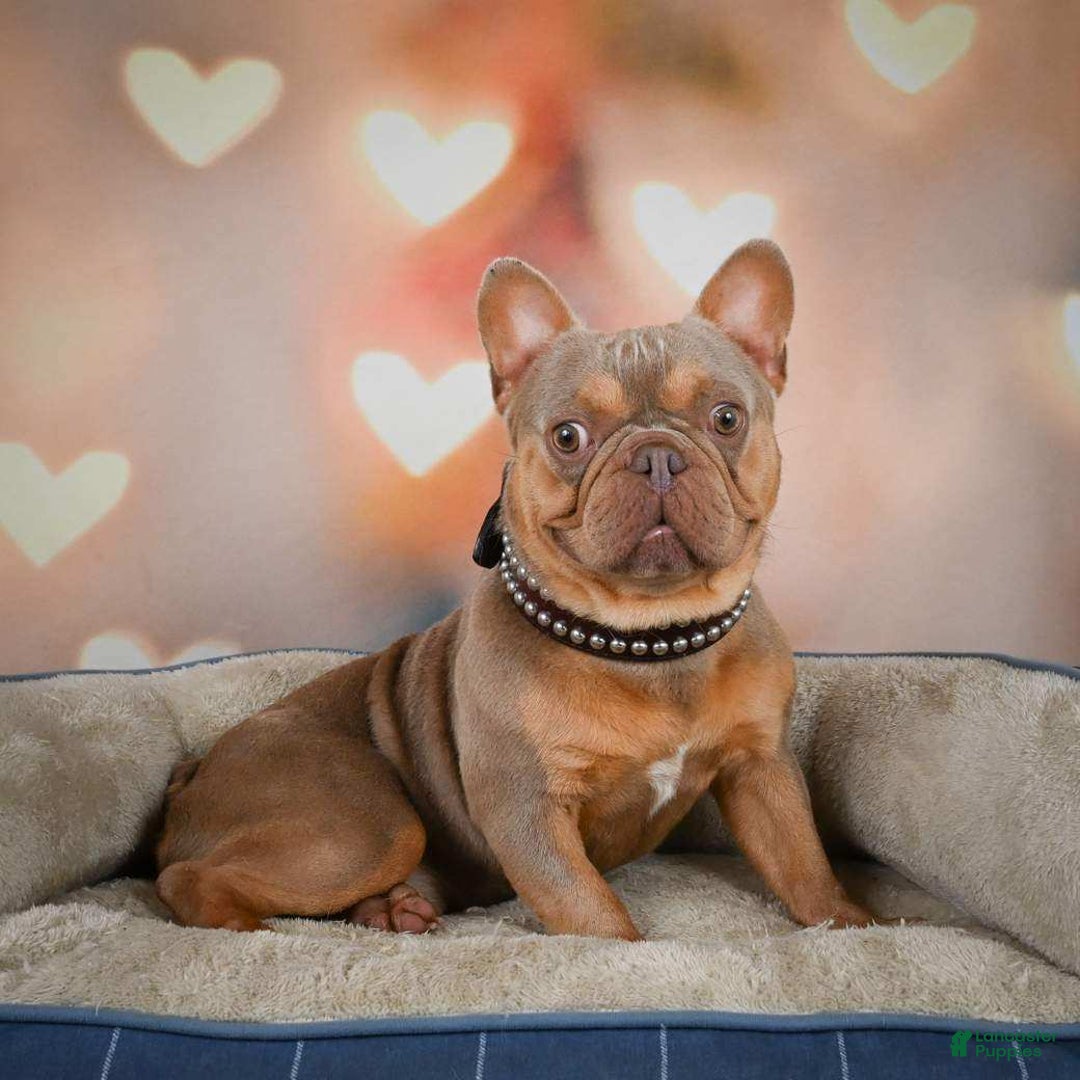 French Bulldog dogs for sale: Lucy - Image 10