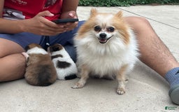 Pomeranian dogs for sale: Pollie - Image 8