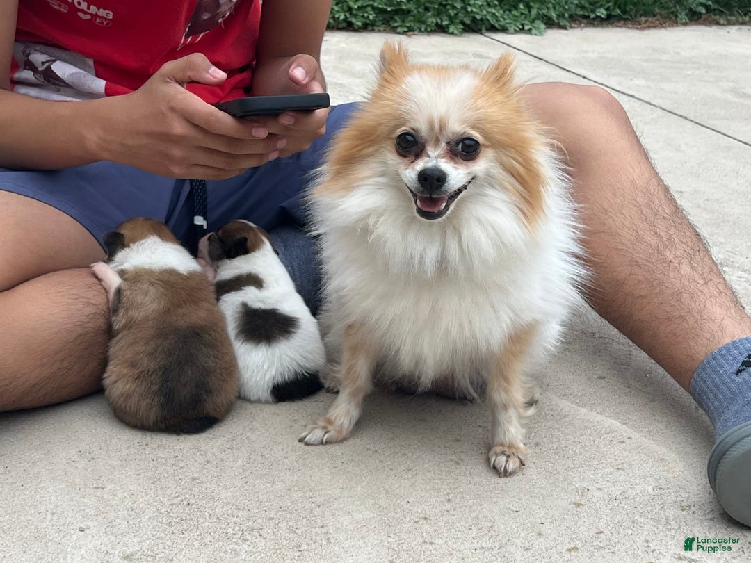 Pomeranian dogs for sale: Pollie - Image 8