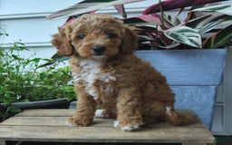 Mini Goldendoodle dogs for sale: Parker - Image 3