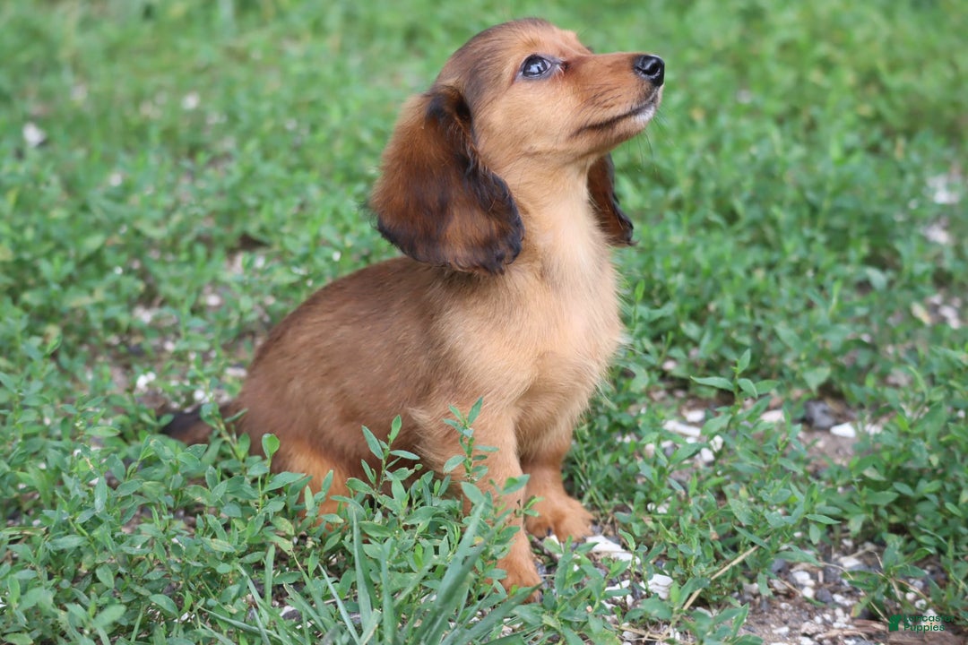 Miniature Dachshund dogs for sale: Dora - Image 12