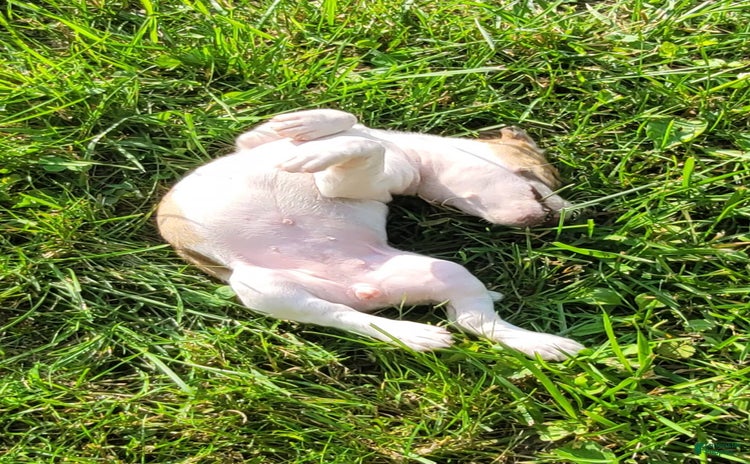 Jack Russell Terrier dogs for sale - Ad 2