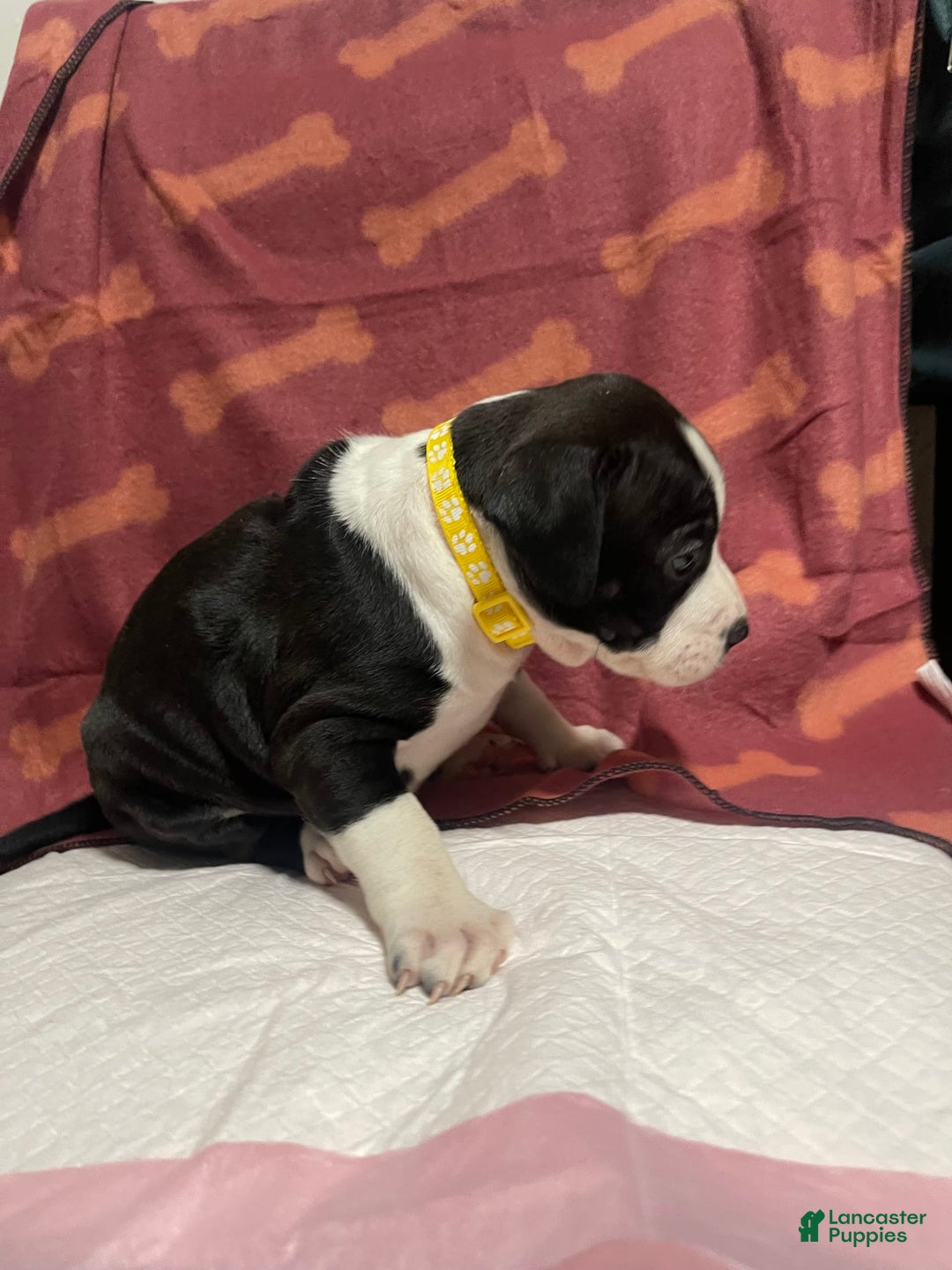 American Bully dogs for sale: Lisbon - Image 4