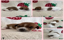 Jack Russell Terrier dogs for sale: Cookie - Image 1