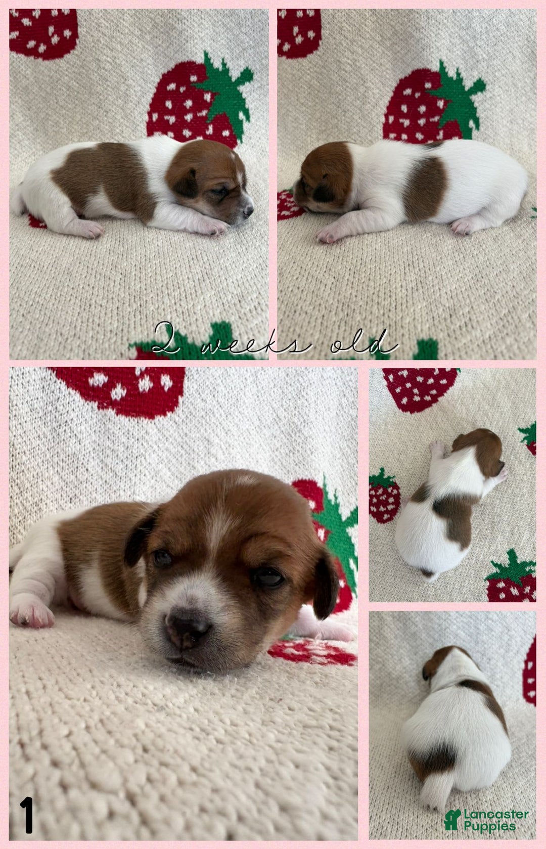 Jack Russell Terrier dogs for sale: Cookie - Image 1