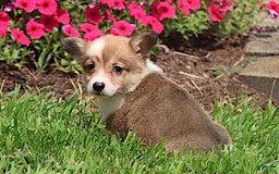 Welsh Corgi Pembroke dogs for sale: Bridget - Image 1