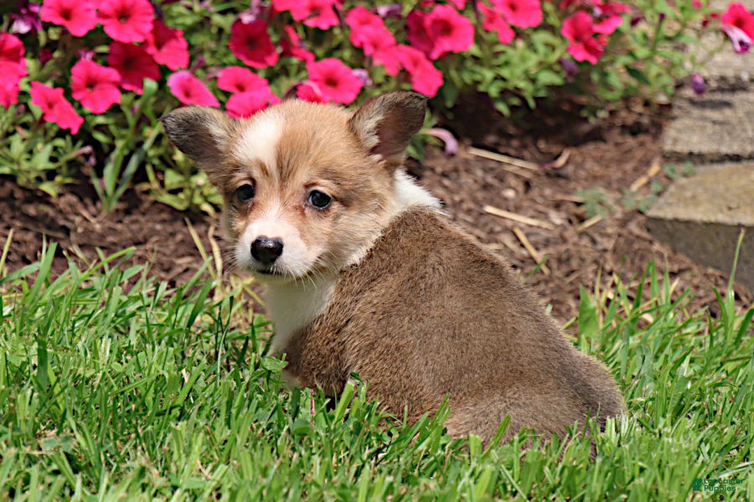 Welsh Corgi Pembroke dogs for sale: Bridget - Image 1