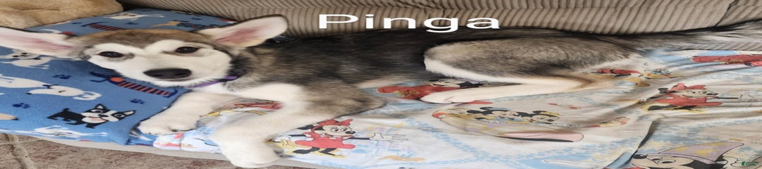 Pinga