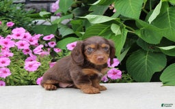 Dachshund dogs for sale: Princess - Image 17