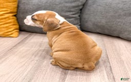 Beabull dogs for sale: Kobe - Image 5