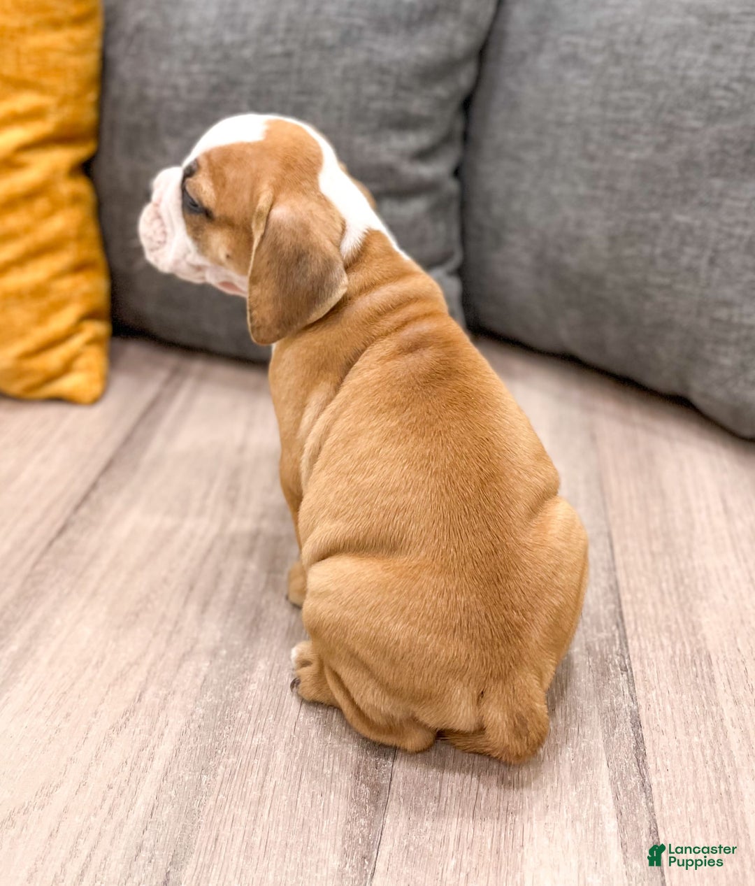Beabull dogs for sale: Kobe - Image 5