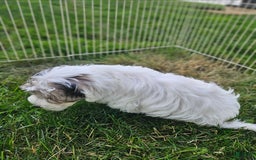 Morkie dogs for sale: Hercules - Image 2