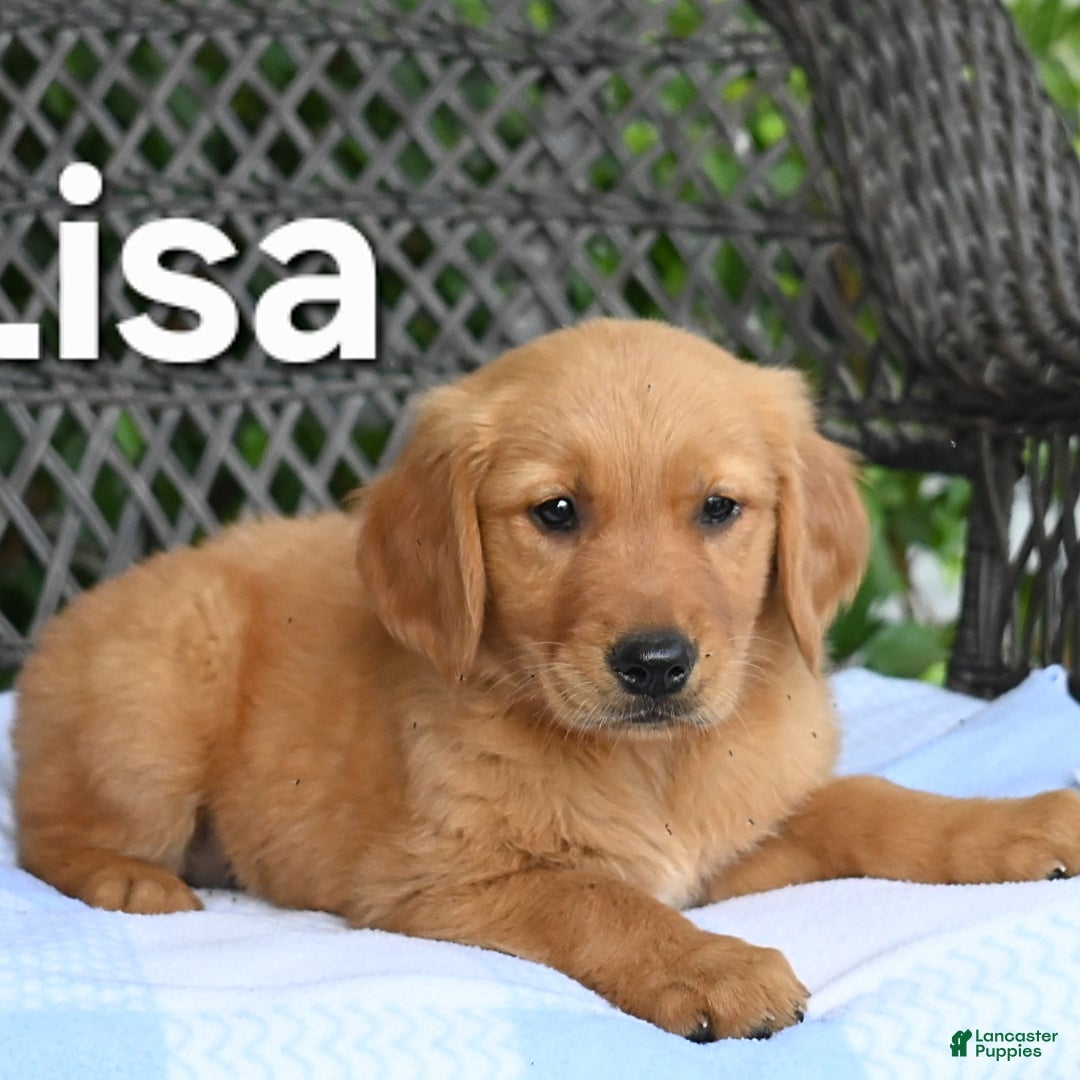 Golden Retriever dogs for sale: Lisa - Image 1