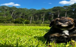 Aussiedoodle dogs for sale: Teddy - Image 5