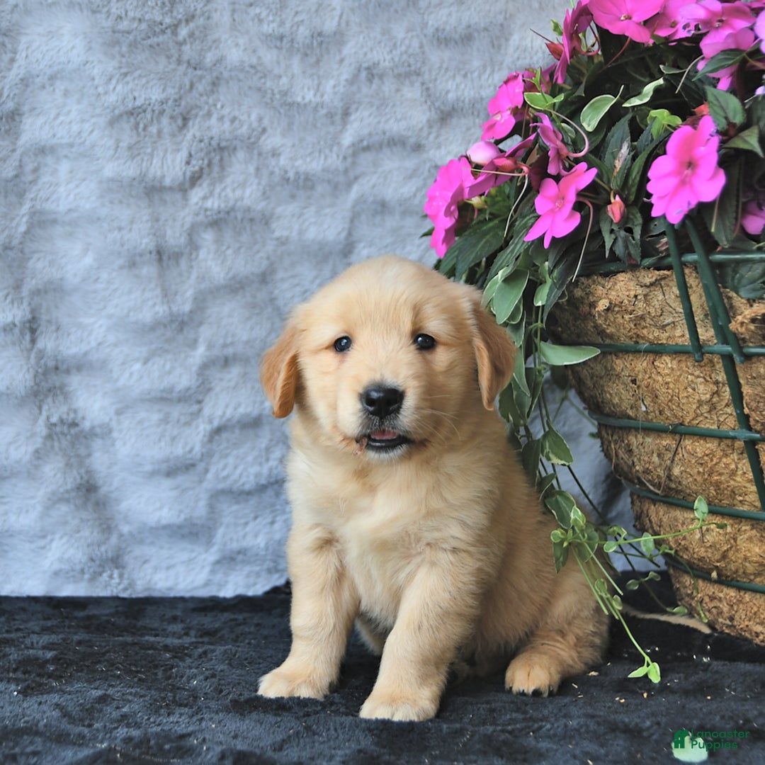 Golden Retriever dogs for sale: Clem - Image 10